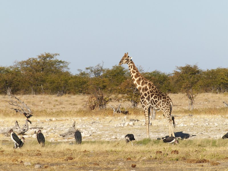 Etosha National Park, Rietfontein, Marabou